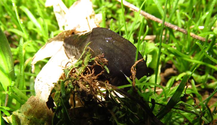 Milax sp. or Tandonia budapestensis?